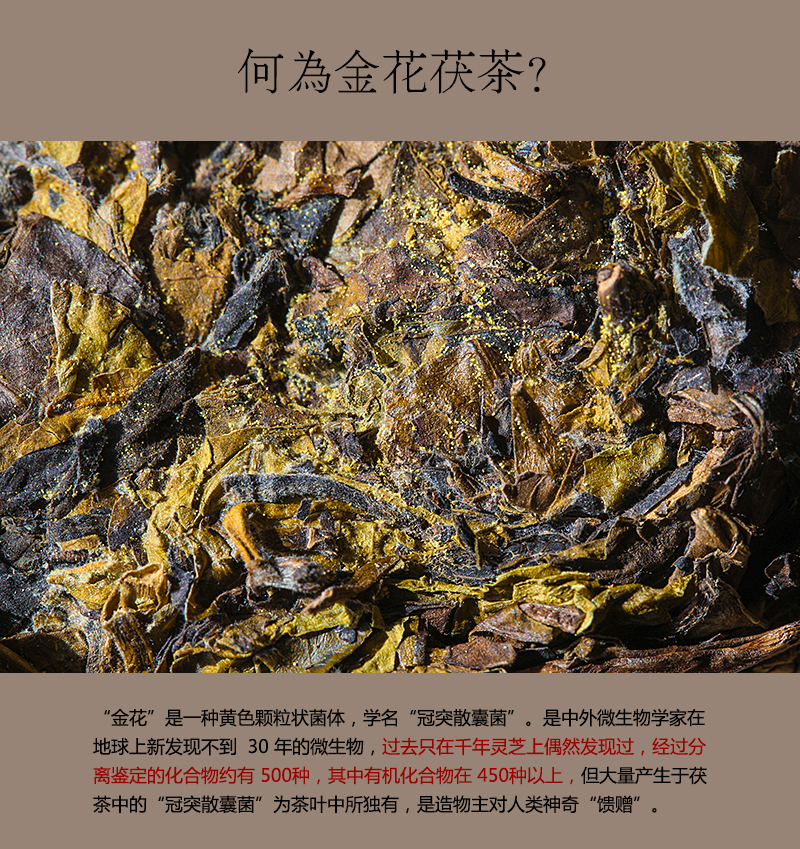 01-金花茯茶-金花-1.jpg